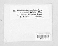 Tubercularia granulata image